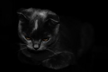 Misha the cat / ________
