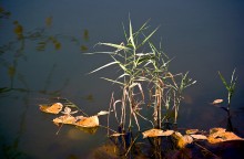 Autumn calm / ***