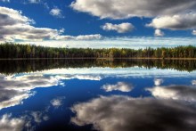 Forest mirror / ***