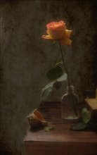 Rose / ***