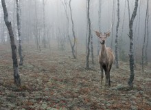Autumn - Foggy ... / ***