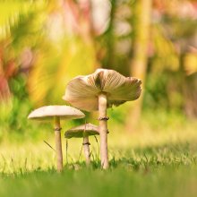 fungi / ***