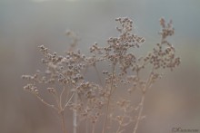 My yesterday's fall. / ***