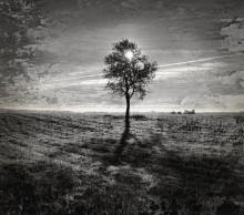 über einen Baum .... / ***