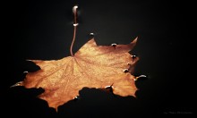 Autumn / ******