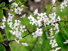 cherry blossoms / ......
