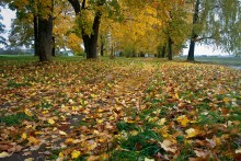 gold autumn / ***