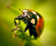 Ladybird / ***