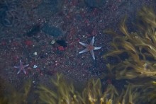Stars of the White Sea / ***