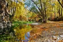 Autumn in the woods / *****