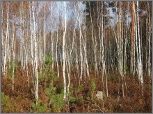 In der Forest 2. Cranberry Moor. / ***
