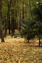 My Fall / ***