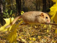 In the autumn forest / ***