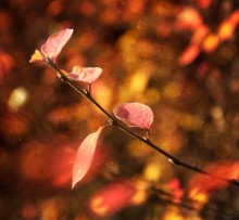 Autumn / ***