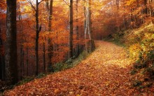 The autumn forest ... / ***
