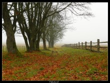 Autumn / ***