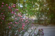 Herbst / ***