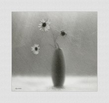 Chamomile November / ...................