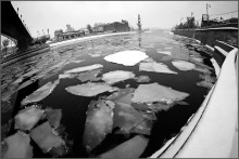 Swim in the water among the white ice / ***
