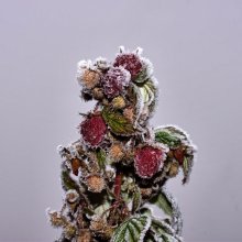 Freezing ... / ***