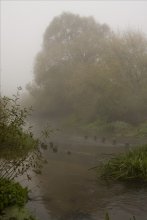 Forest in the fog / ***