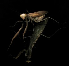 Mantis / ***