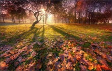 Silhouette of autumn / .....