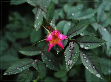 After the rain / ***