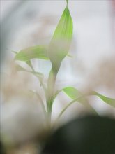 Tenderness / ***