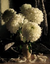 Chrysanthemums (2) / **********************