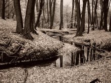 of autumn, infrared ... / ***