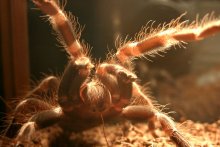 Spinne / ***