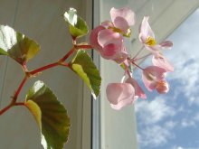 Begonia in the light / ***