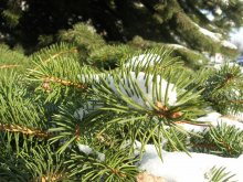 and trees and sunshine and morozzz / ***