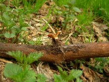 Im Wald / ***