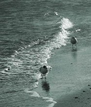 Wandering on the waves-2 / ***