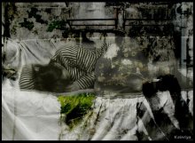 NeTrogai / ***