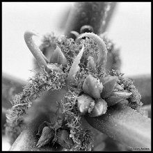 &nbsp; / Fuji Neopan 400