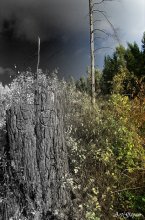 Where the forest ends. / ***