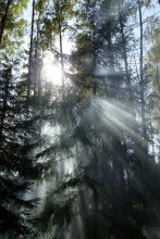 Sunlight / ***