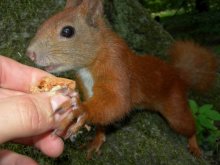 Squirrel / ***