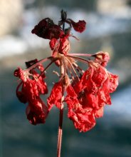 Wintered / ***
