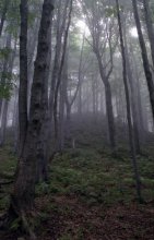 Bieszczady Mountains, Fog / ***