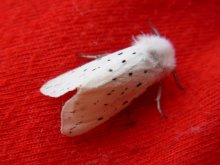 &quot;Royal&quot; Schmetterling / ***