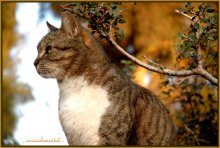 ...red cat... / ***