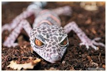 Gecko № 7 / ***