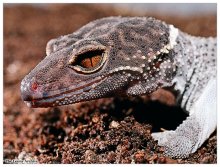 Goniurosaurus luii / ***