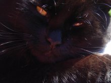 Brennende Augen / ***