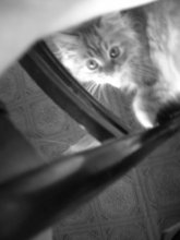 Katsyane / ***