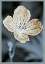 Flower / ***